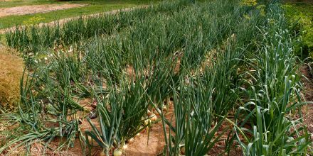 Growing Onions in Ireland