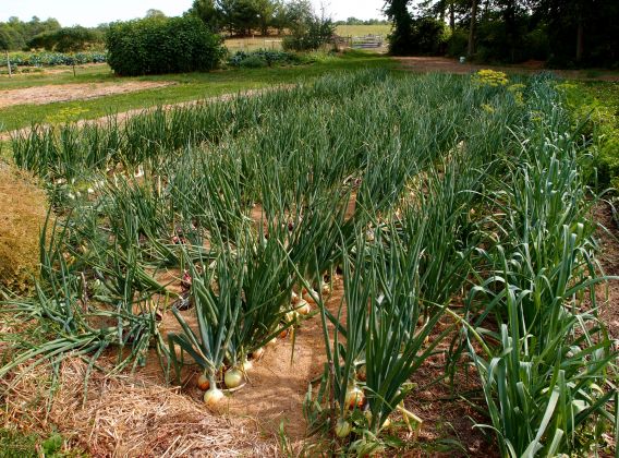 Growing Onions in Ireland