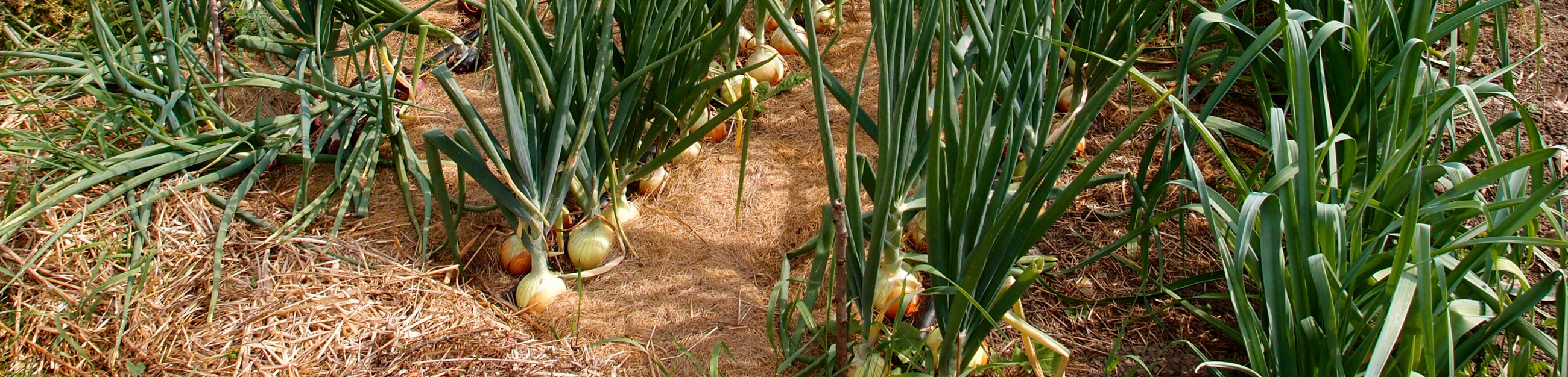 onions field 1